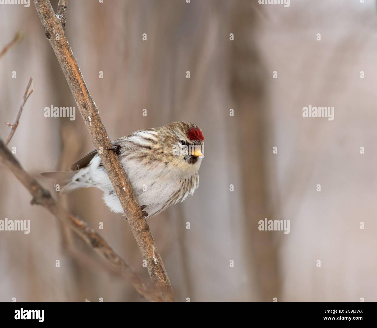 Gemeiner Rotausch (Carduelis flammea) auf einem Baumzweig Stockfoto