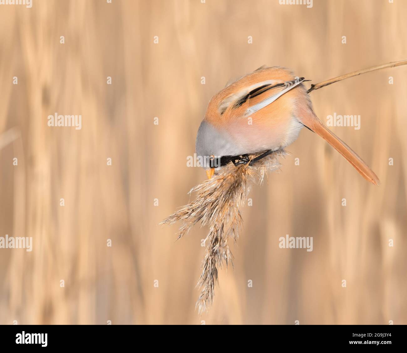 Gemeiner Rotausch (Carduelis flammea) auf einem Baumzweig Stockfoto