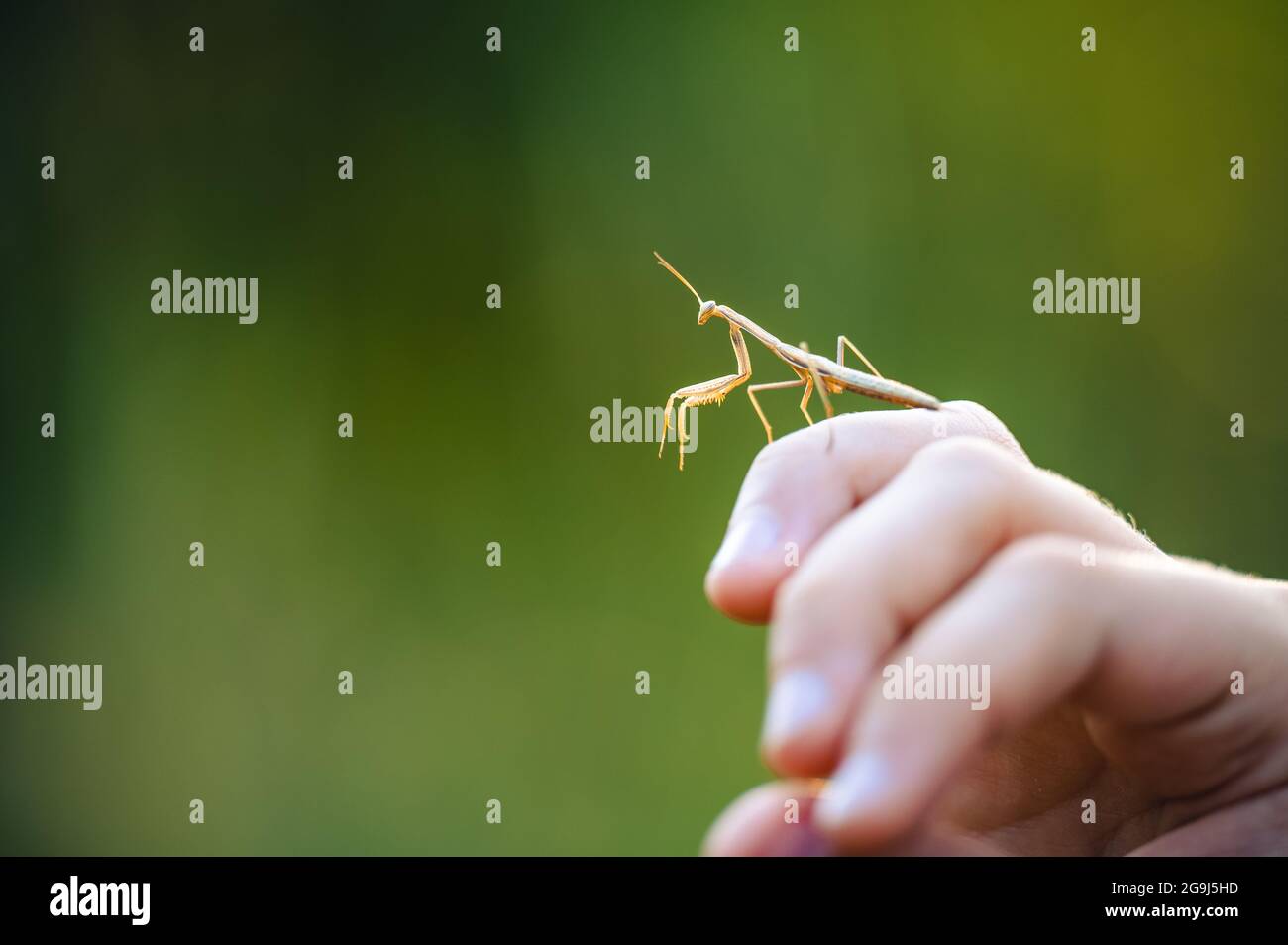 Die europäische Mantis (Mantis religiosa) auf einer Hand. Junges Tier, eine Nymphe. Schöner bokeh grüner Hintergrund. Stockfoto