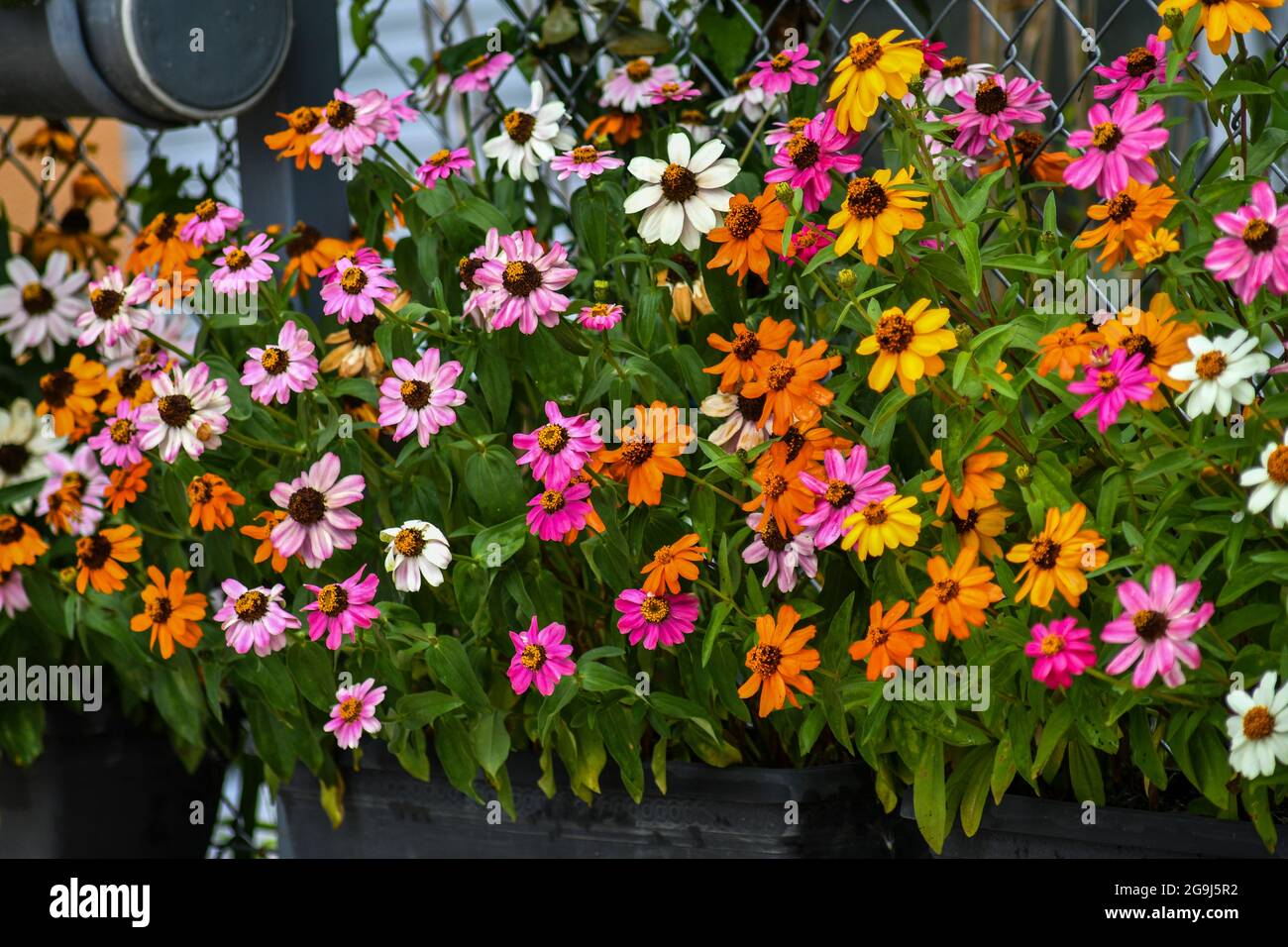 Wunderschöne Zinnia-Blüten blühen im Garten Stockfoto