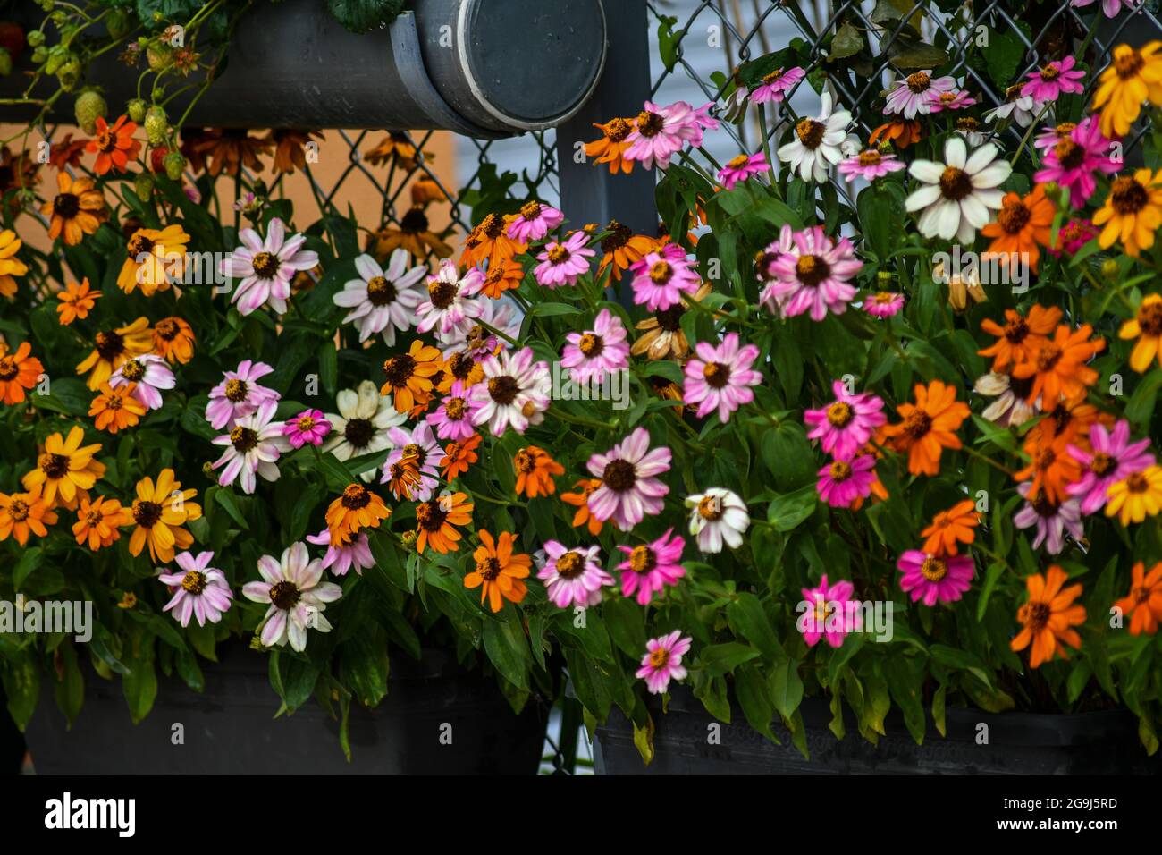 Wunderschöne Zinnia-Blüten blühen im Garten Stockfoto