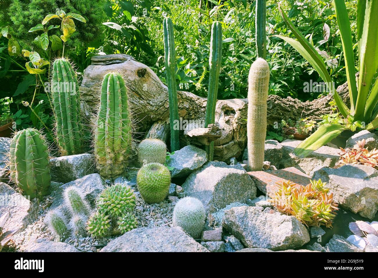 Steingarten mit Steinen und verschiedenen Blumen und grünen Pflanzen. Landschaftsgestaltung des Gartens mit Kakteen, Töpfen, Pflanzen und ston Stockfoto