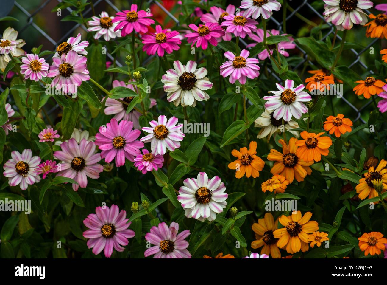 Wunderschöne Zinnia-Blüten blühen im Garten Stockfoto