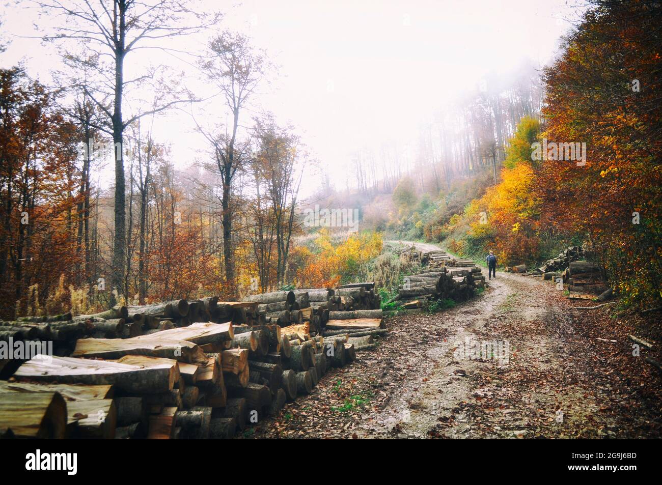 Bäume abhauen, die für die Winterheizung verwendet werden. Entwaldung ist ein Umweltproblem. Ungeplantes Schneiden von Bäumen. Stockfoto