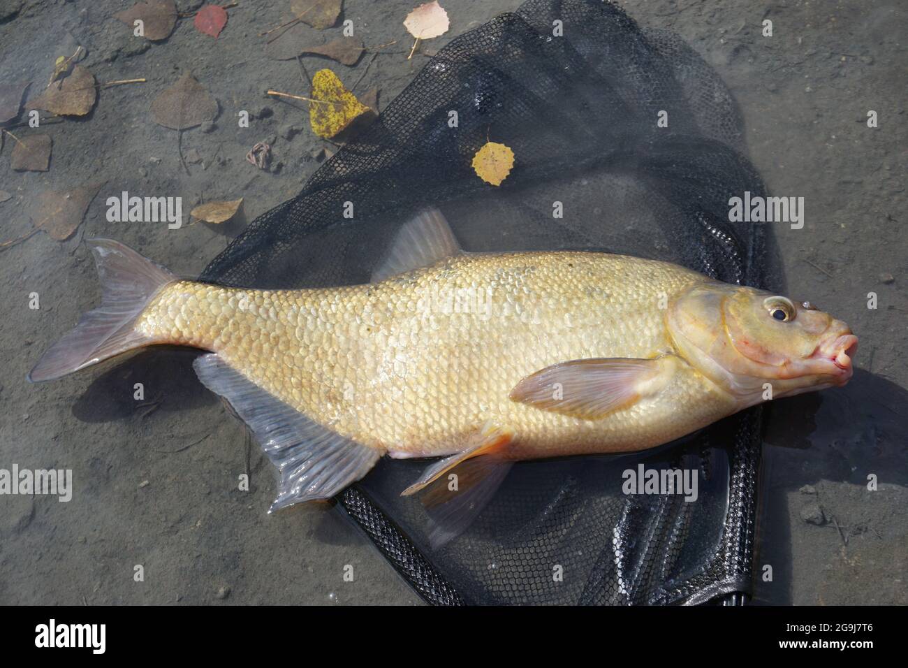 Nahaufnahme eines Fisches und Freigabe von Fischen in einem Netz im Wasser Stockfoto