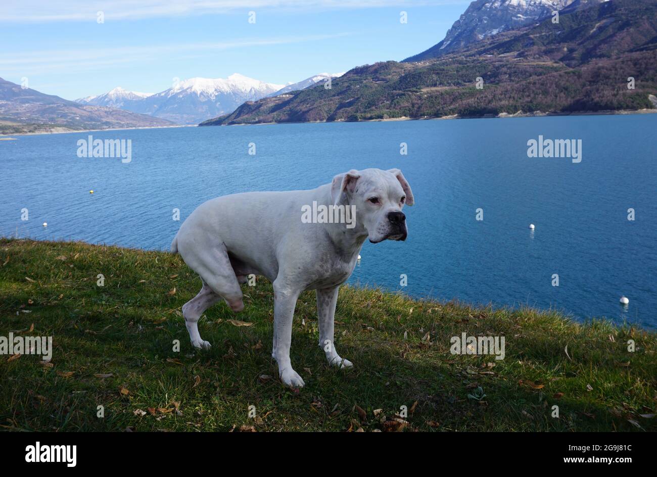 Drei weiße Boxertasche am serre Ponçon Lake alps france Stockfoto