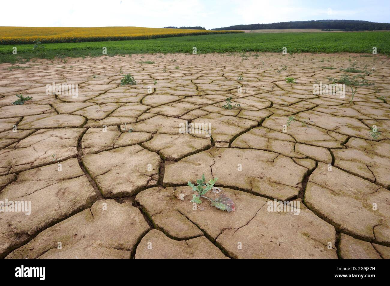 Hammelburg, Deutschland. Juli 2021. Pflanzen wachsen sporadisch auf gesprungenen Ackerböden. Quelle: Karl-Josef Hildenbrand/dpa/Alamy Live News Stockfoto