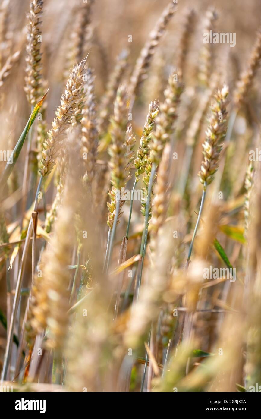 Weizenohren oder Weizenköpfe in einem Feld, das sich selektiv auf einen Kopf konzentriert Stockfoto