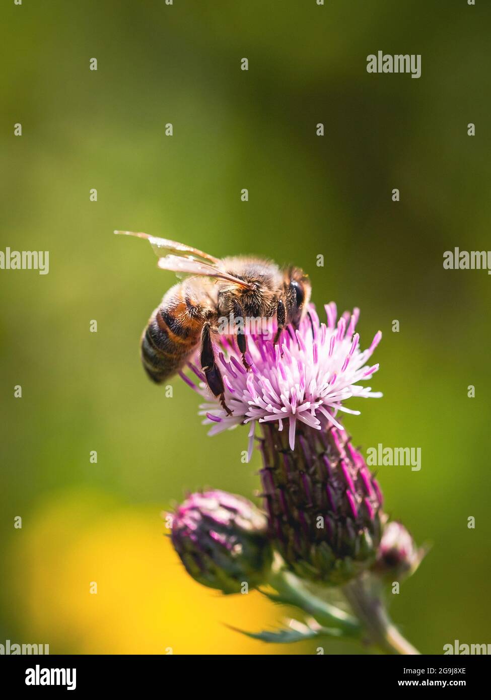 Eine Honigbiene auf einer lilafarbenen Distelblume Stockfoto
