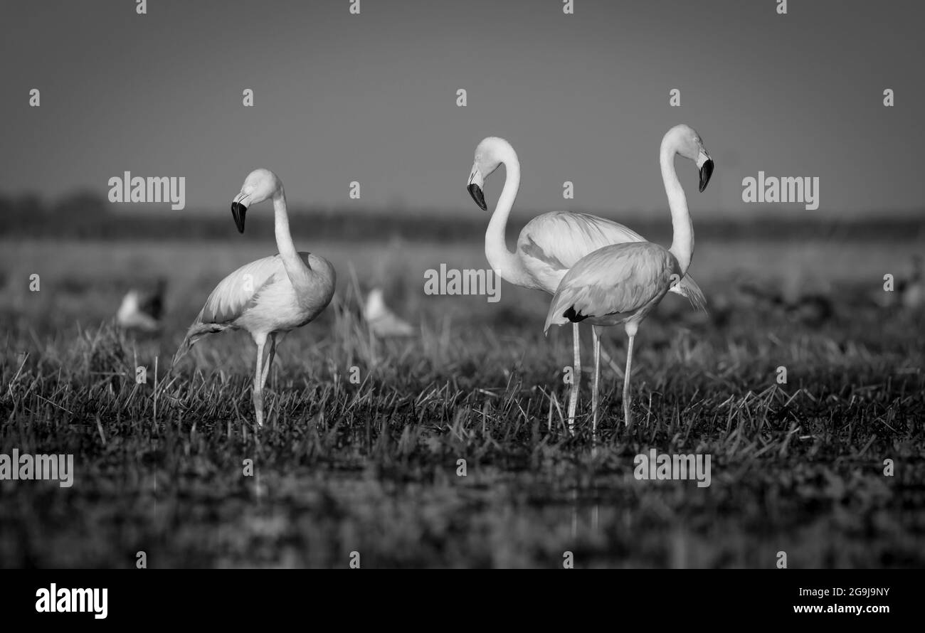 Flamingos strömen in die Lagune von Pampas, Provinz La Pampa, Patagonien, Argentinien. Stockfoto