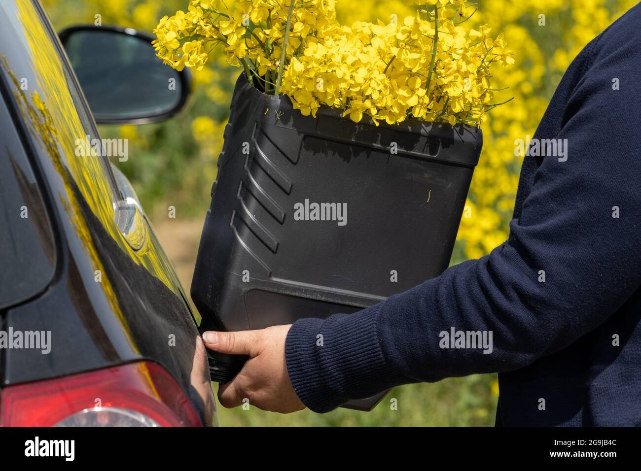 Konzeptbild: Biokraftstoff wird im Rapsfeld in ein Auto getankt. Stockfoto
