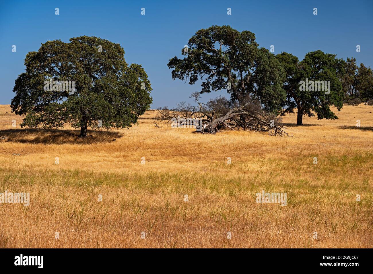 Amador County Golden Landscape, Kalifornien Stockfoto