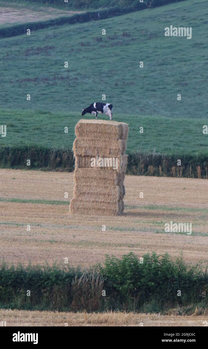 North Yorkshire. Juli 2021. Optische Illusion - Kuh scheinbar auf Haystack in North Yorkshire Field Credit: Matt Pennington/Alamy Live News Stockfoto