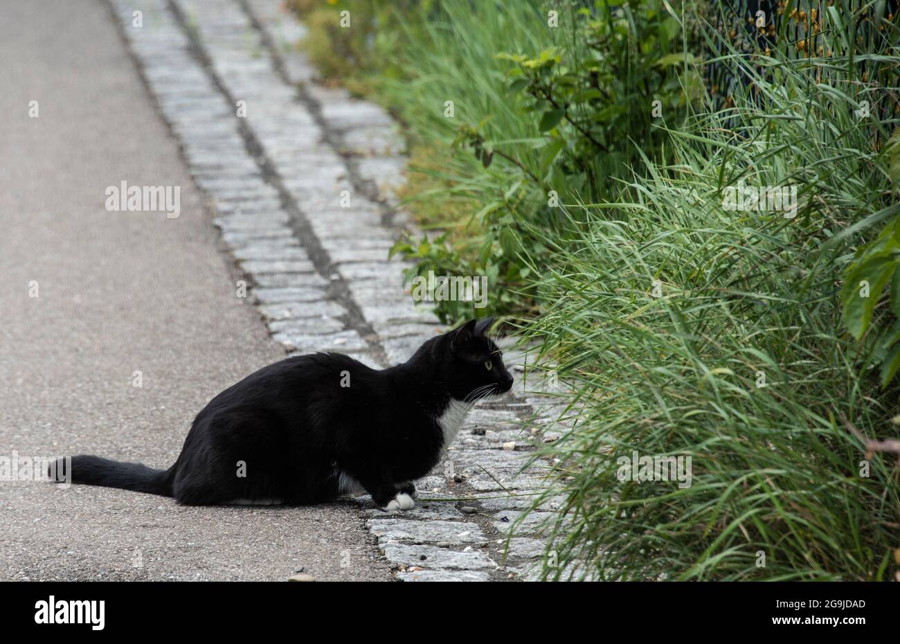 Eine schwarze Hauskatze mit weißen Socken und Schnurrhaaren blickt aufmerksam in einen Garten Stockfoto