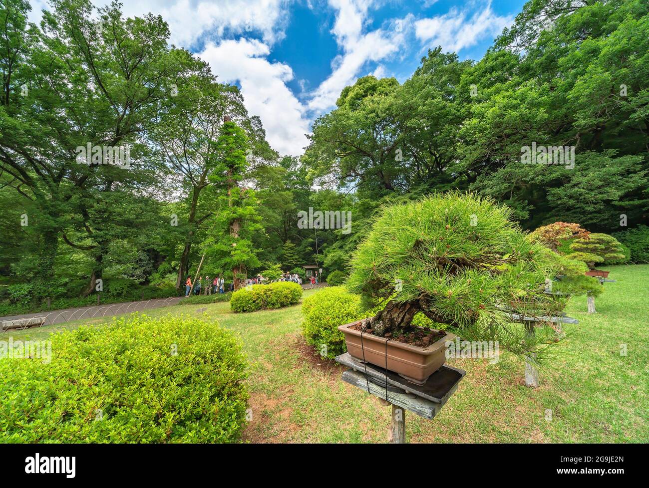 Bonsai trees garden japan -Fotos und -Bildmaterial in hoher Auflsung   Alamy