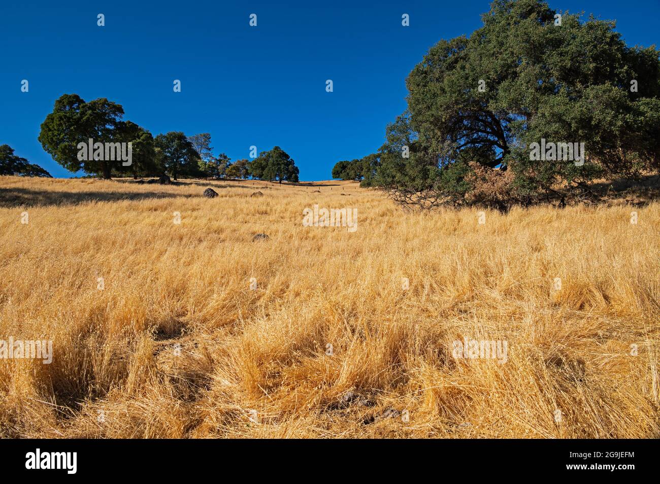 Amador County Golden Landscape, Kalifornien Stockfoto