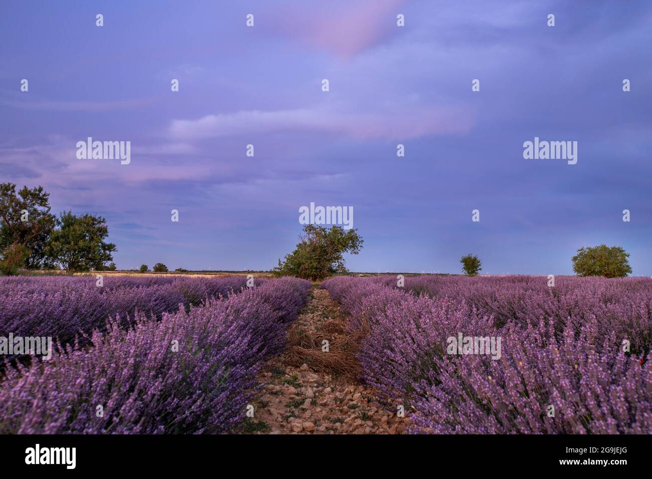 Campos de Lavanda en Tiedra (Valladolid) Stockfoto