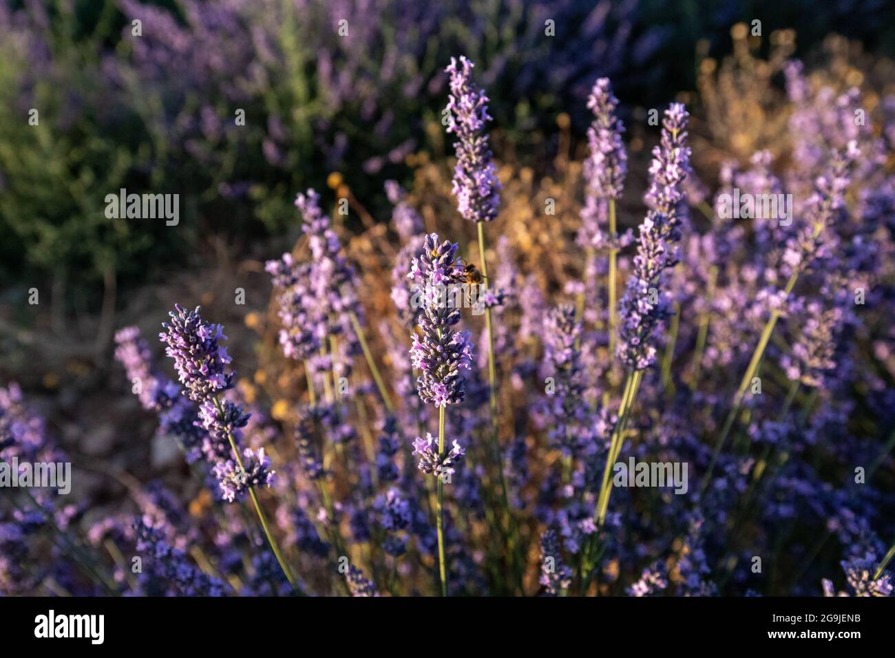 Campos de Lavanda en Tiedra (Valladolid) Stockfoto