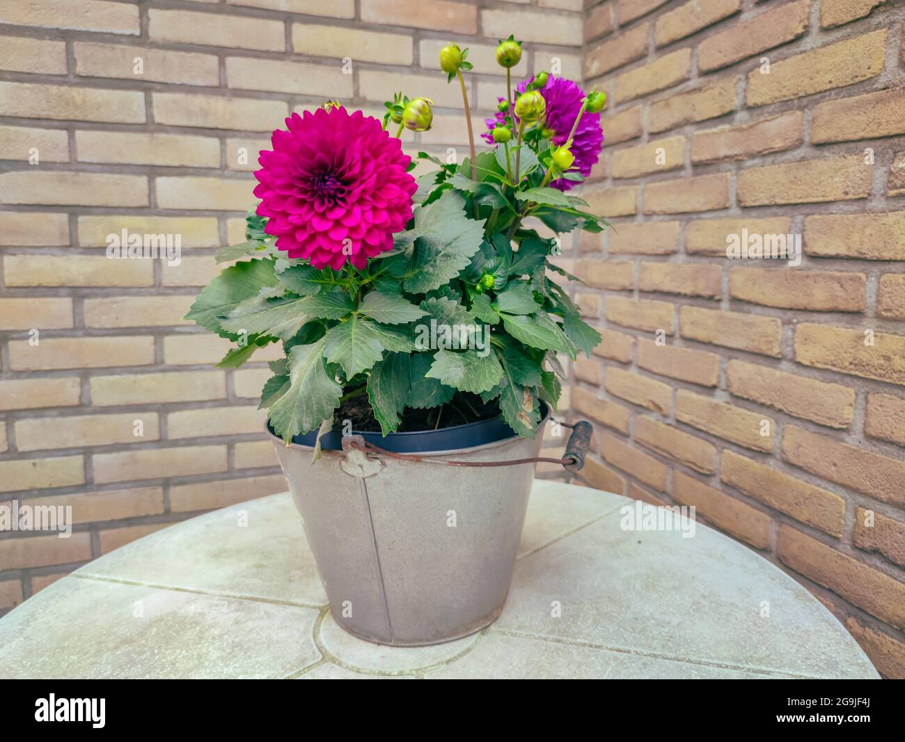 Violett gefärbte Dahlia blüht in einem Topf Stockfoto