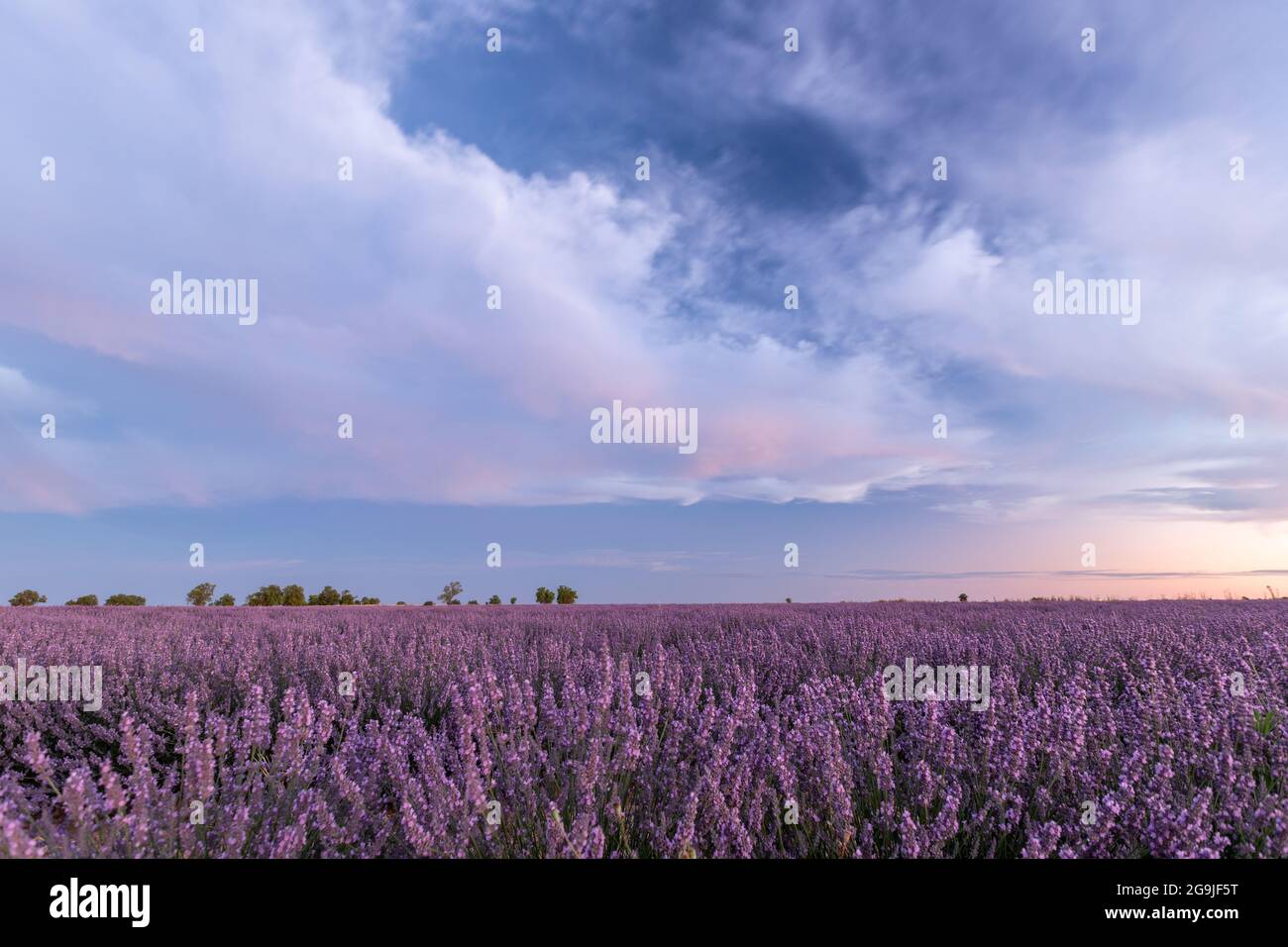 Campos de Lavanda en Tiedra (Valladolid) Stockfoto