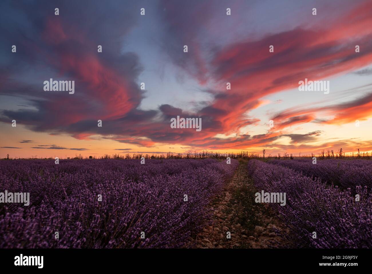 Campos de Lavanda en Tiedra (Valladolid) Stockfoto