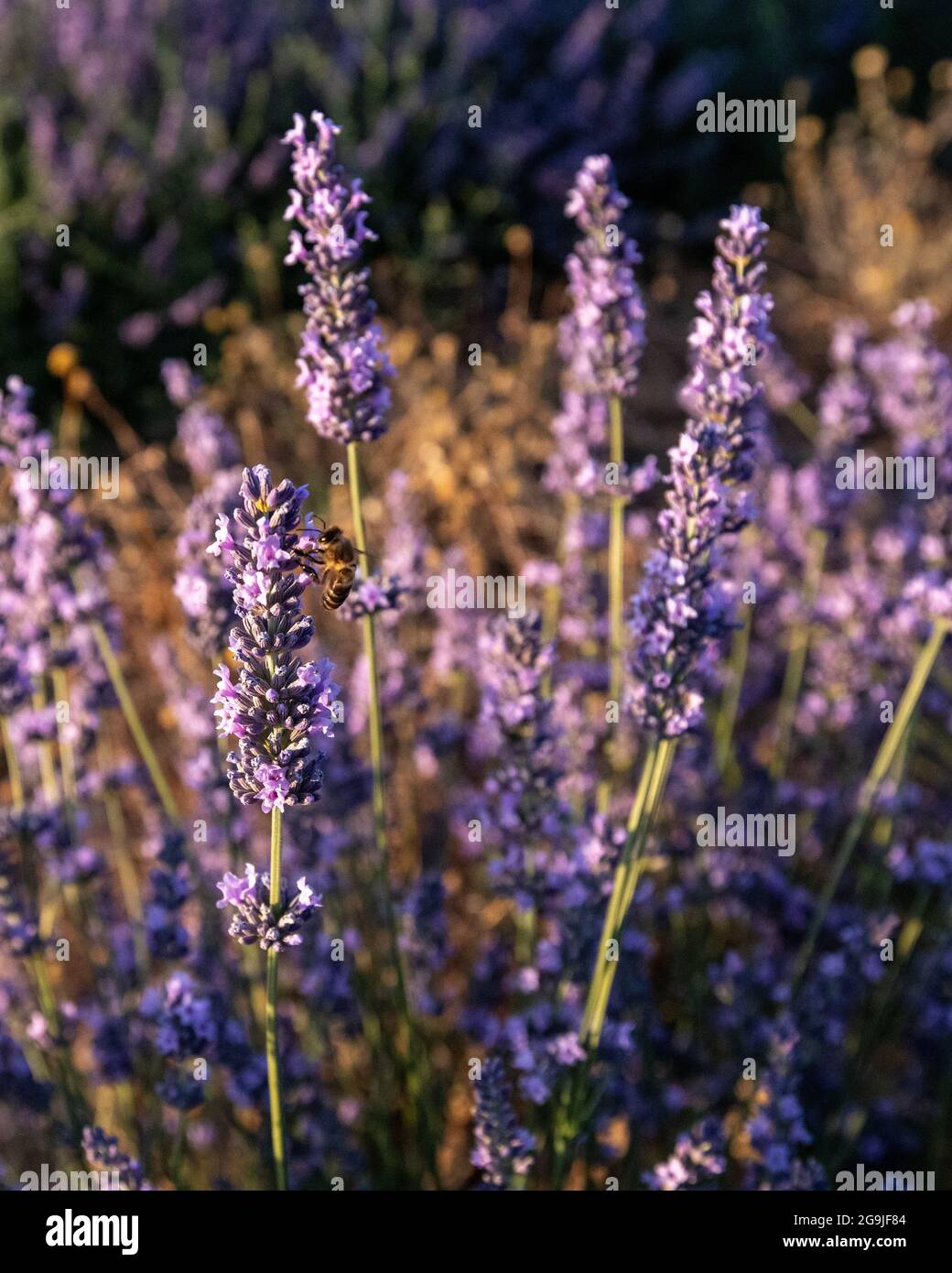 Campos de Lavanda en Tiedra (Valladolid) Stockfoto