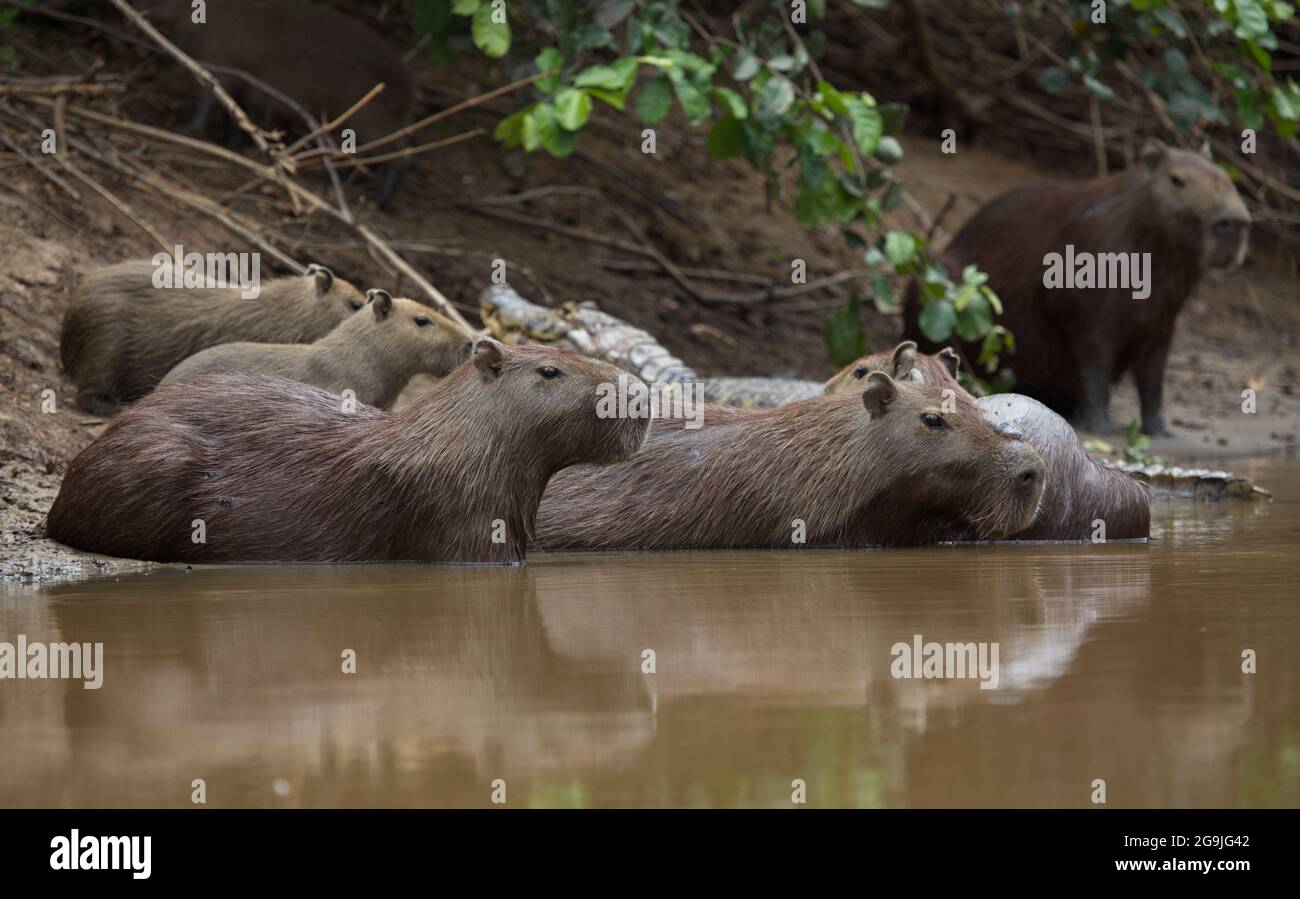 Nahaufnahme Porträt der Familie von Capybara (Hydrochoerus hydrochaeris), die sich am Ufer der Pampas del Yacuma, Bolivien, ausruhen und schwimmen lässt. Stockfoto