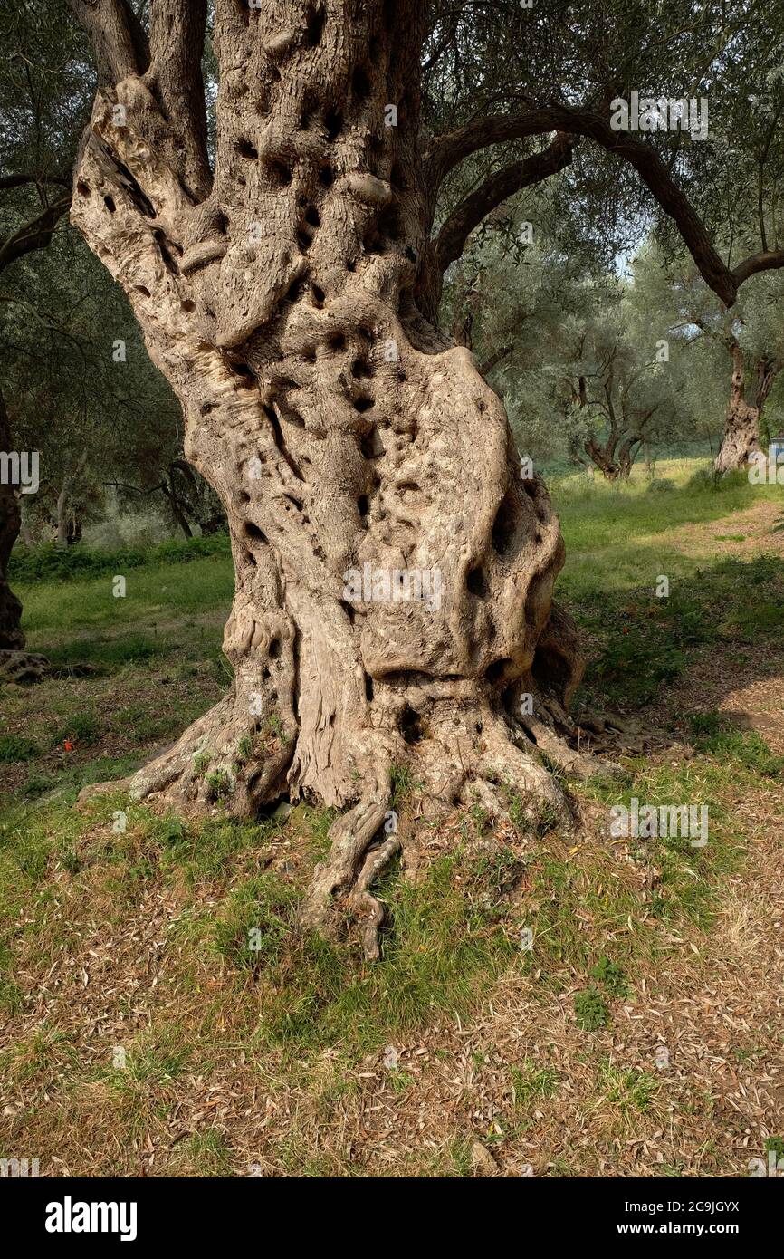 Stamm Olivenbaum knottig und verdreht, Montenegro Stockfoto