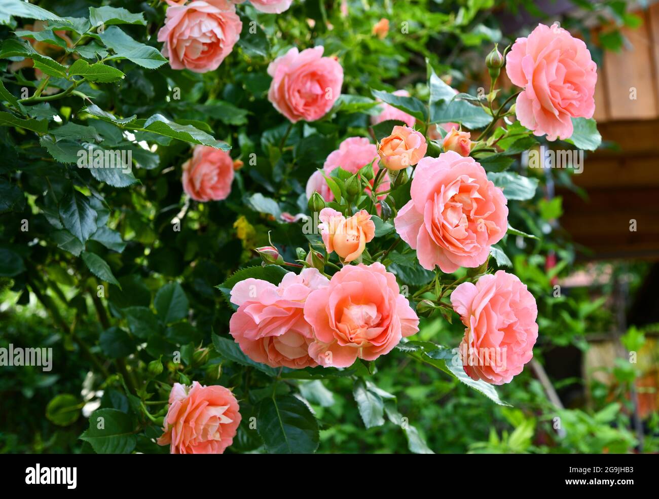Duftende Rosen im Garten Stockfoto