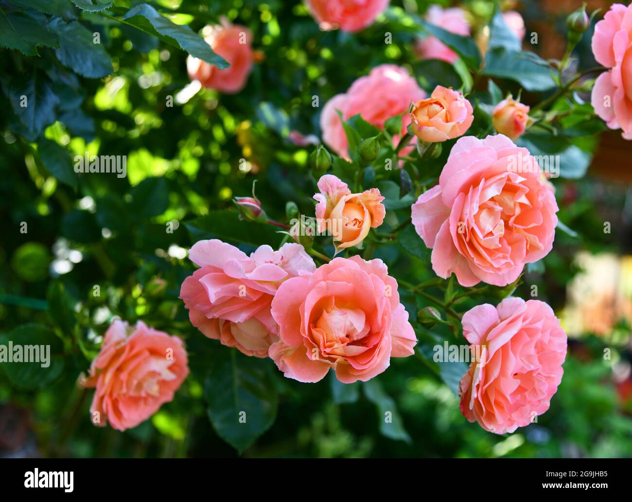 Duftende Rosen im Garten Stockfoto
