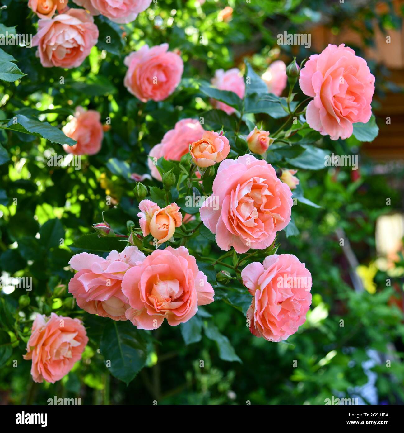 Duftende Rosen im Garten Stockfoto