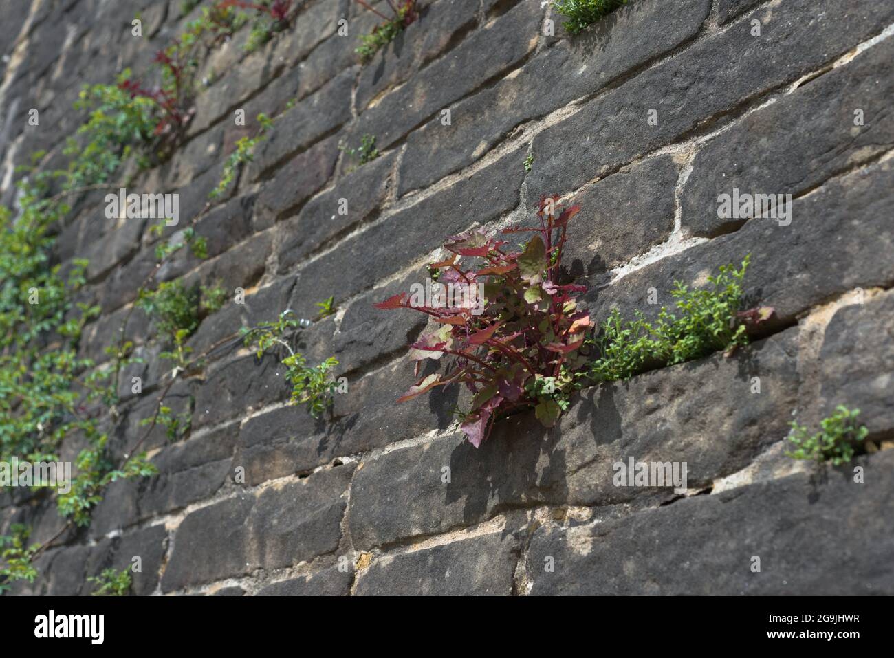 Selektives Fokusbild mit Vollformat von roten und grünen Pflanzen, die aus den Rissen einer grauen Wand wachsen. Konzentrieren Sie sich auf rote Pflanze, Pflanzen können als Unkraut gesehen werden. Stockfoto