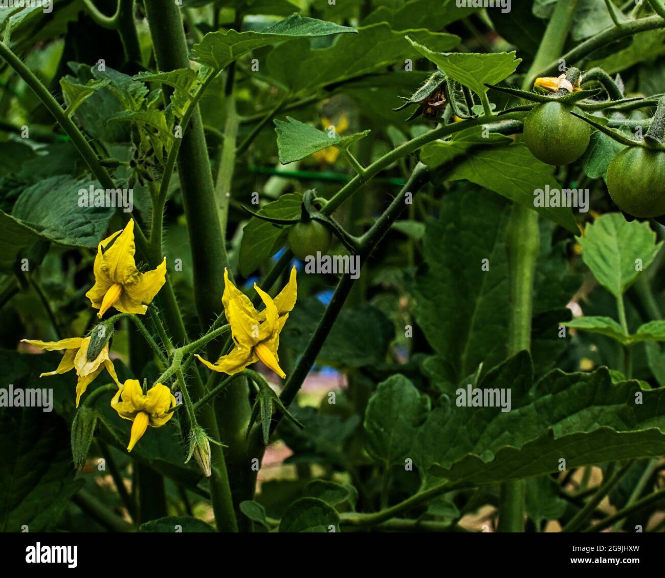 Tomatenpflanze mit grünen Tomaten und Blüten Stockfoto