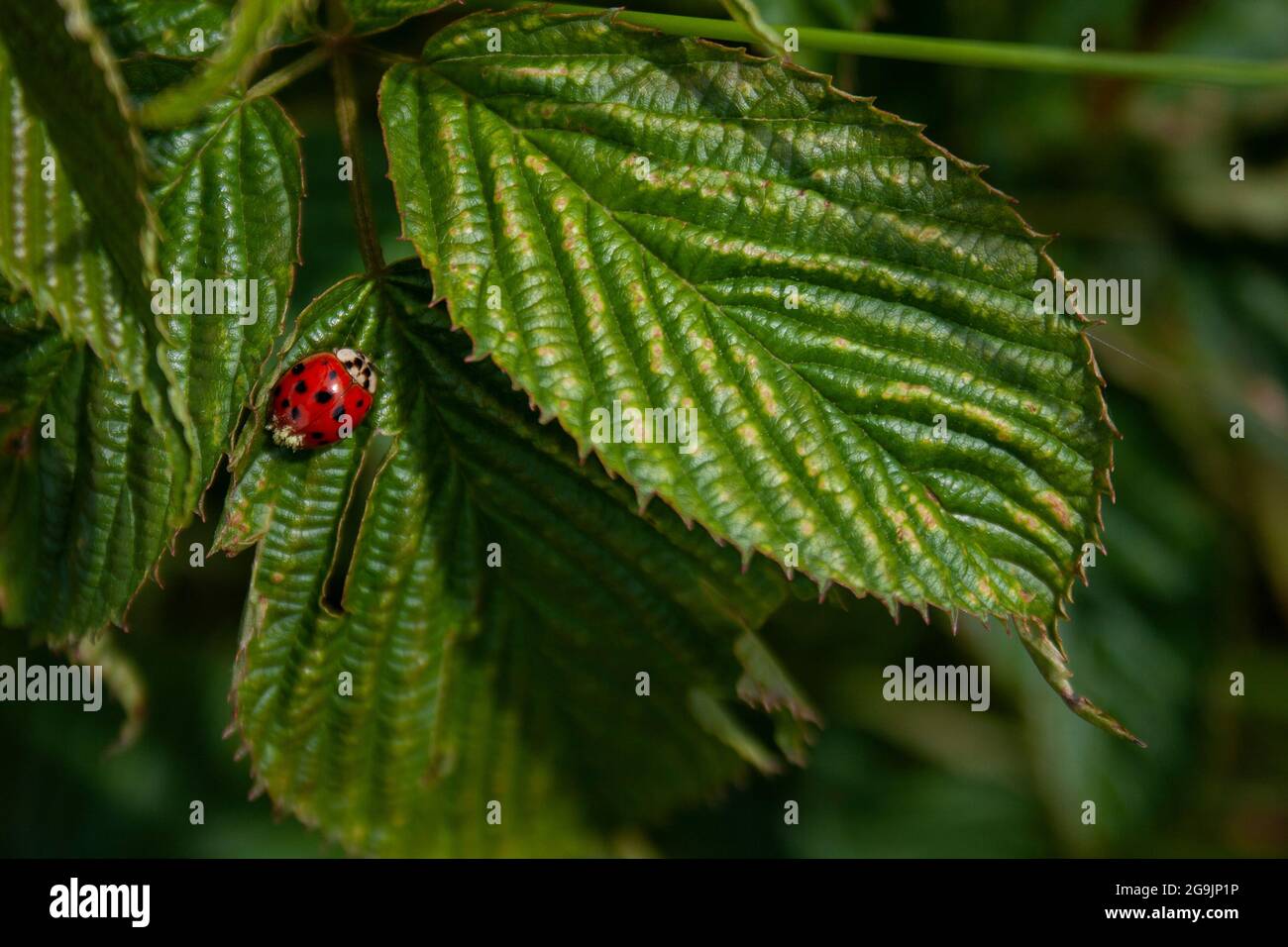 Ein roter Marienkäfer thronte auf einem leuchtend grünen Blatt Stockfoto