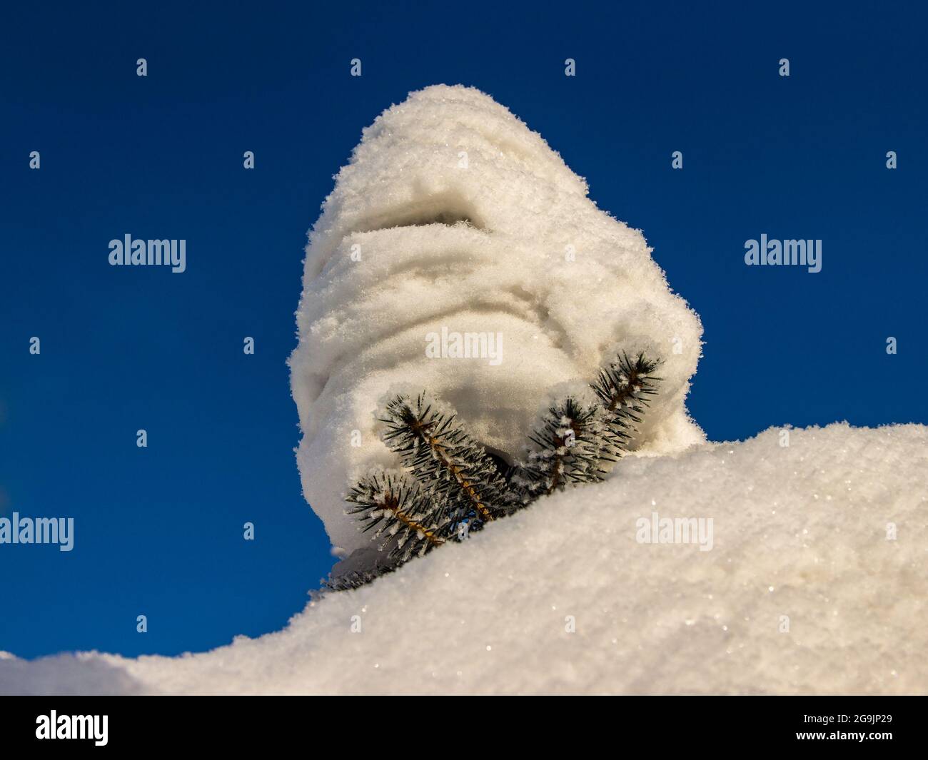 Eine Schneeverwehung auf einer Fichte, die unter dem Schnee vor einem blauen Himmel ragt Stockfoto