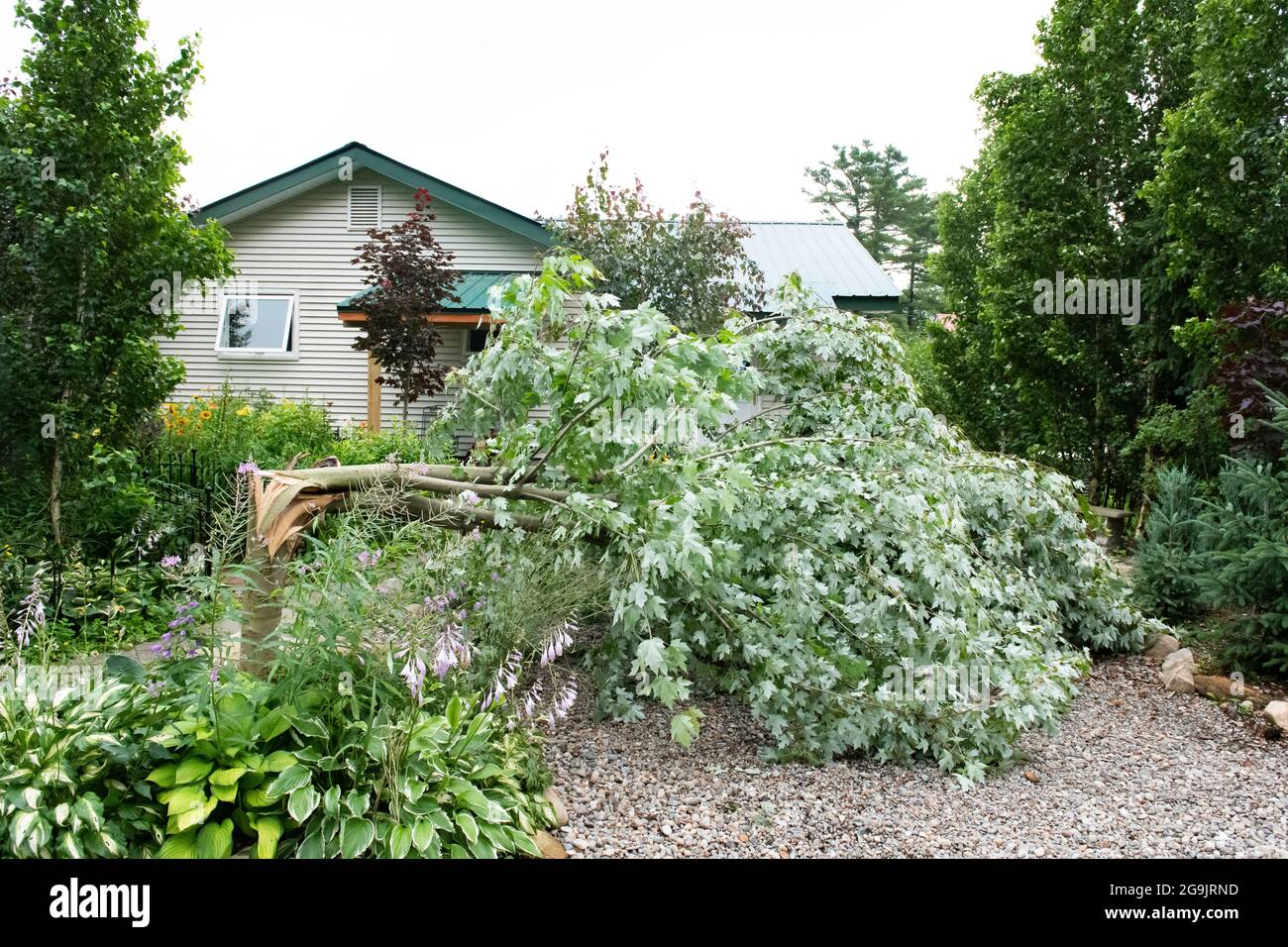 Ein Ahornbaum, der während eines Gewitters in Speculator, NY, USA, im Hinterhof in der Nähe eines Hauses und von Gärten umhergeblasen wurde. Stockfoto