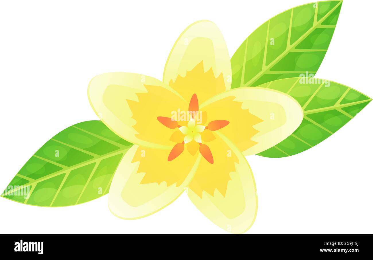 Exotische Plumeria Blume. Konzept der tropischen Blüten von Bali oder Hawaii. Weiß mit gelbem Blütenblatt. Kann für Sommer Dschungel Hochzeit oder Party-Design verwendet werden. Lager Stock Vektor