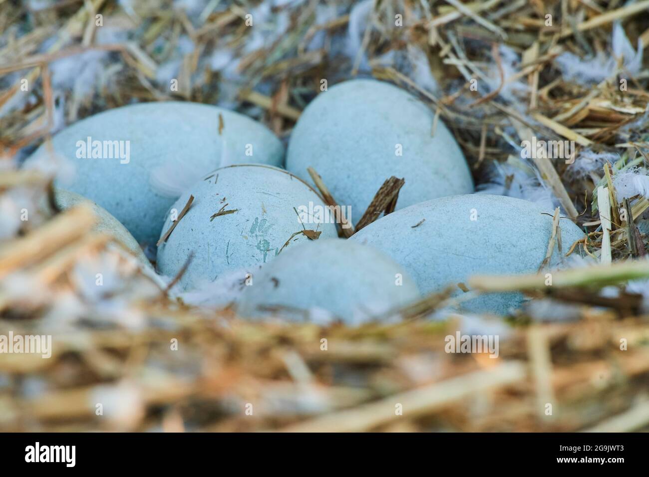 Stumme Schwan (Cygnus olor) Eier in einem vogelnest, Frankonia, Bayern, Deutschland Stockfoto