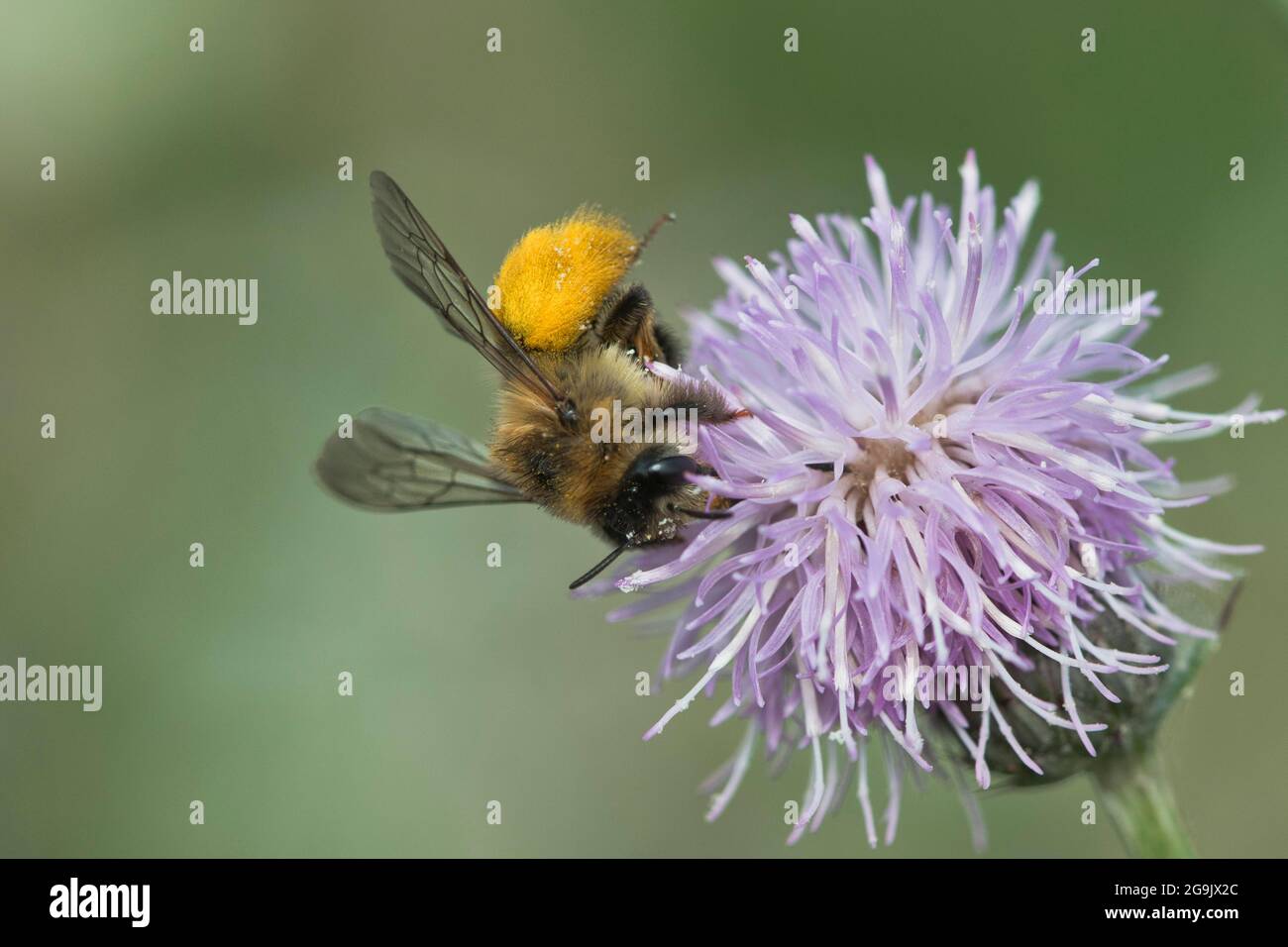 Honigbiene (APIs mellifera), mit Pollen beladen, Emsland, Niedersachsen, Deutschland Stockfoto