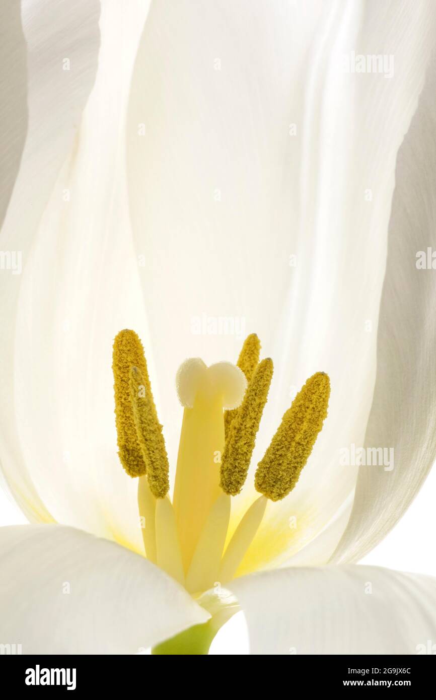 Tulpe (Tulipa), Blume, weiß, Stempeln und Staubgefäße, Baden-Württemberg, Deutschland Stockfoto