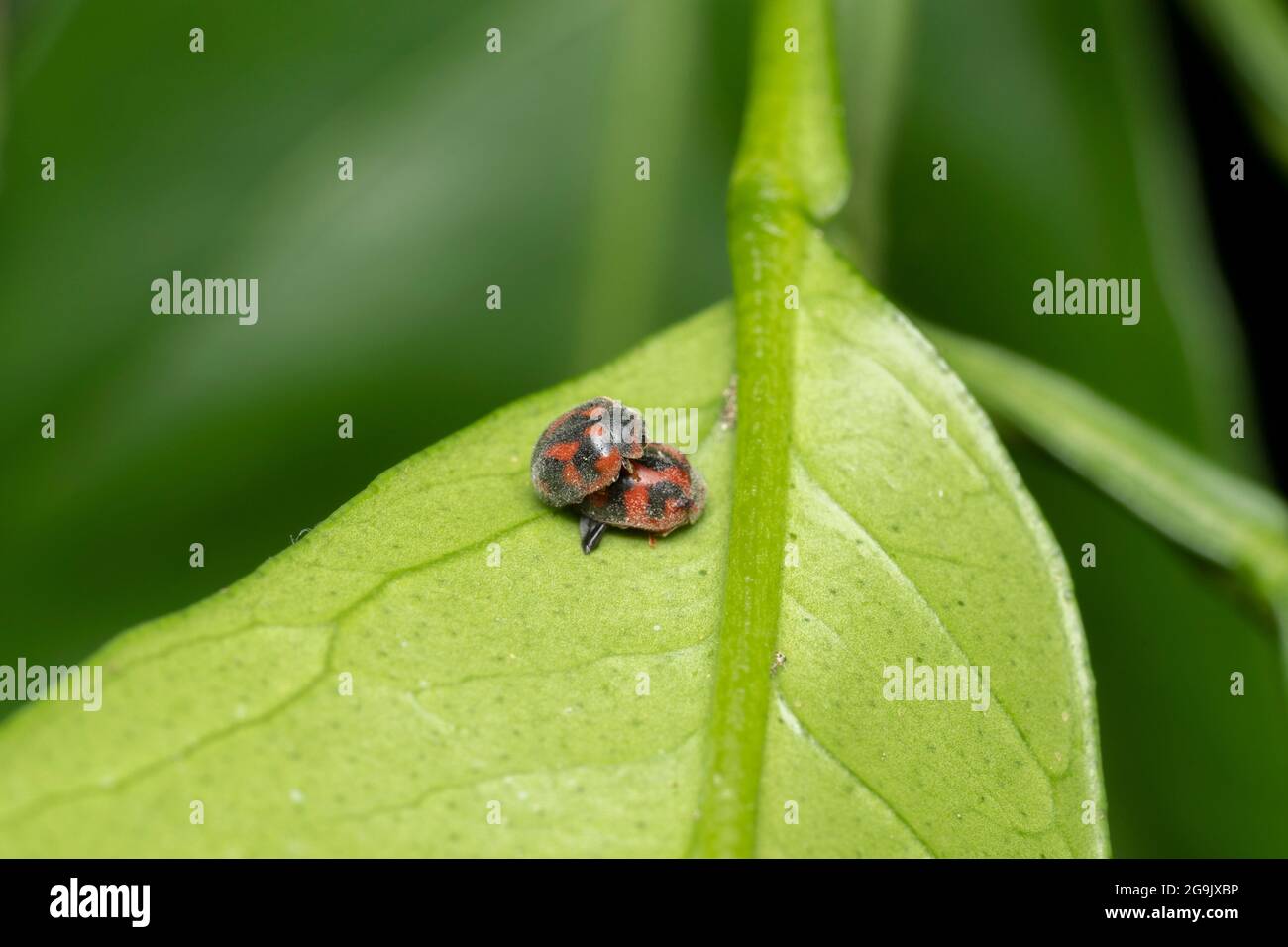 Paarung des Vedalia-Käfer (Novius cardinalis) auf dem orangefarbenen Mikan-Blatt, Stadt Isehara, Präfektur Kanagawa, Japan Stockfoto