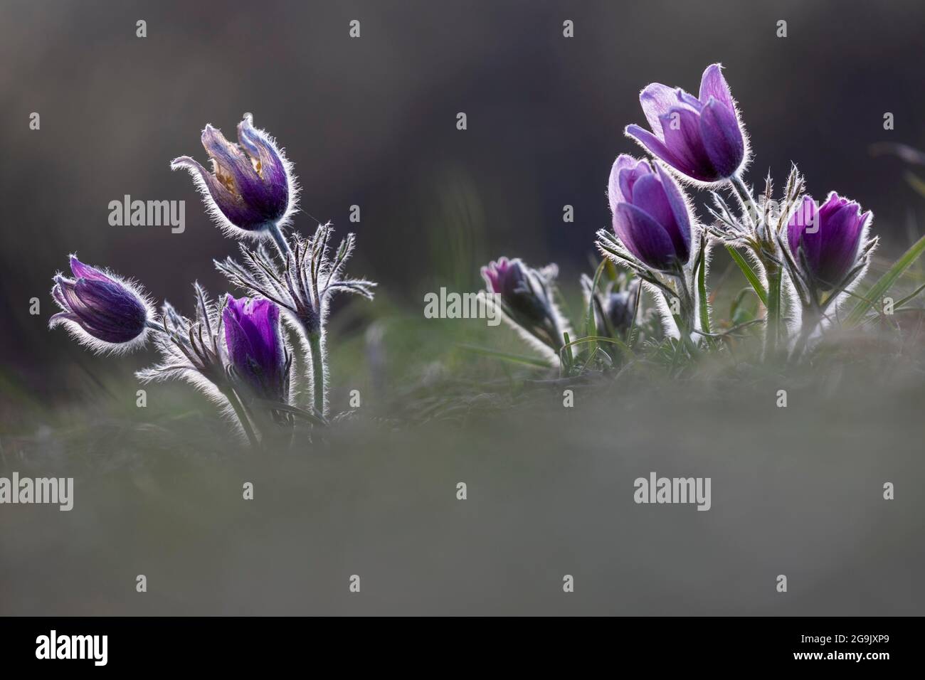 Gemeine Pasque-Blume (Pulsatilla) vulgaris, NP Eifel Stockfoto