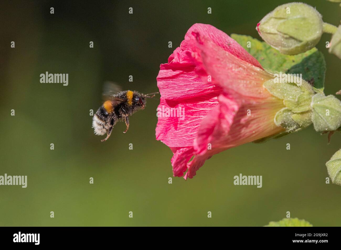 Hummel besucht die Blume eines Hollyhocks, Deutschland Stockfoto