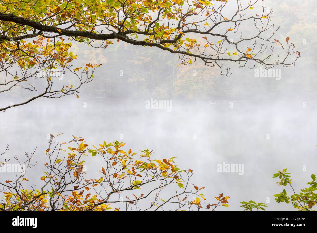 Herbstnebel am Obersee, Rursee, NP Eifel, Nordrhein-Westfalen, Deutschland Stockfoto