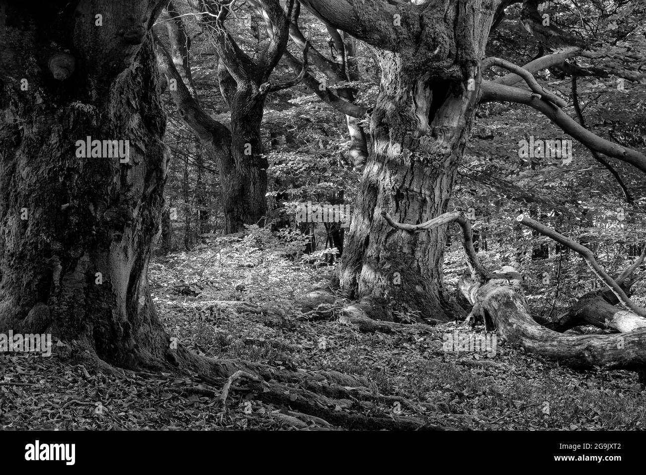 Hute Oak in Halloh, Nordhessen, Deutschland Stockfoto