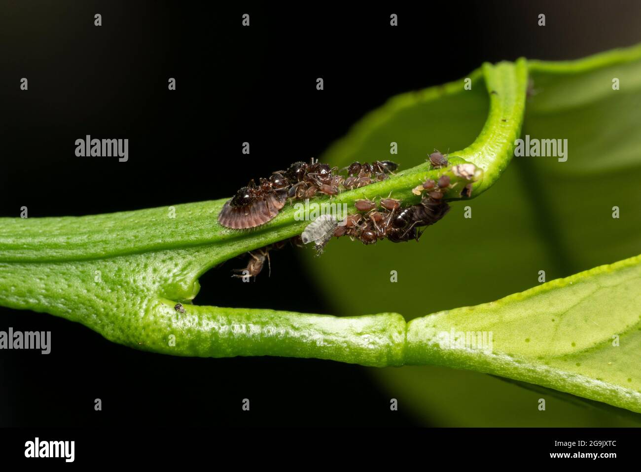 Larve von Phymatosternus lewisii, die Blattläuse frisst, Ameisen verteidigen, auf Mikan-Orangenbaum, Stadt Isehara, Präfektur Kanagawa, Japan Stockfoto