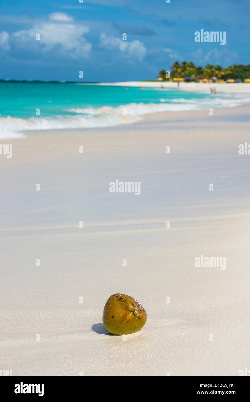 Kokosnuss am Weltklasse Shoal Bay East Beach, Anguilla, Karibik, Britisches Überseegebiet, Vereinigtes Königreich Stockfoto
