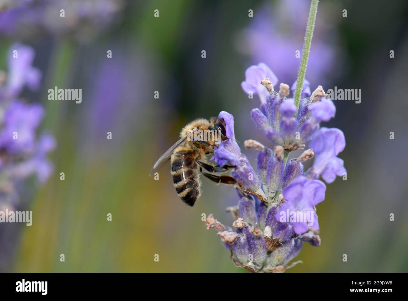 Honigbiene (APIs mellifera), Sammeln von Nektar auf Lavendel (Lavandula angustifolia), Baden-Württemberg, Deutschland Stockfoto