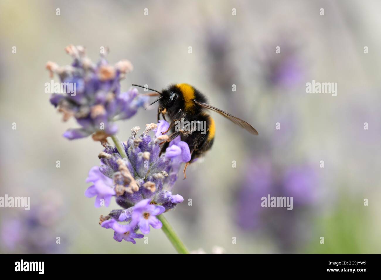 Große Erdhummel (Bombus terrestris), auch dicke Hummel oder schwarze Hummel, echter Lavendel (Lavandula angustifolia) Stockfoto