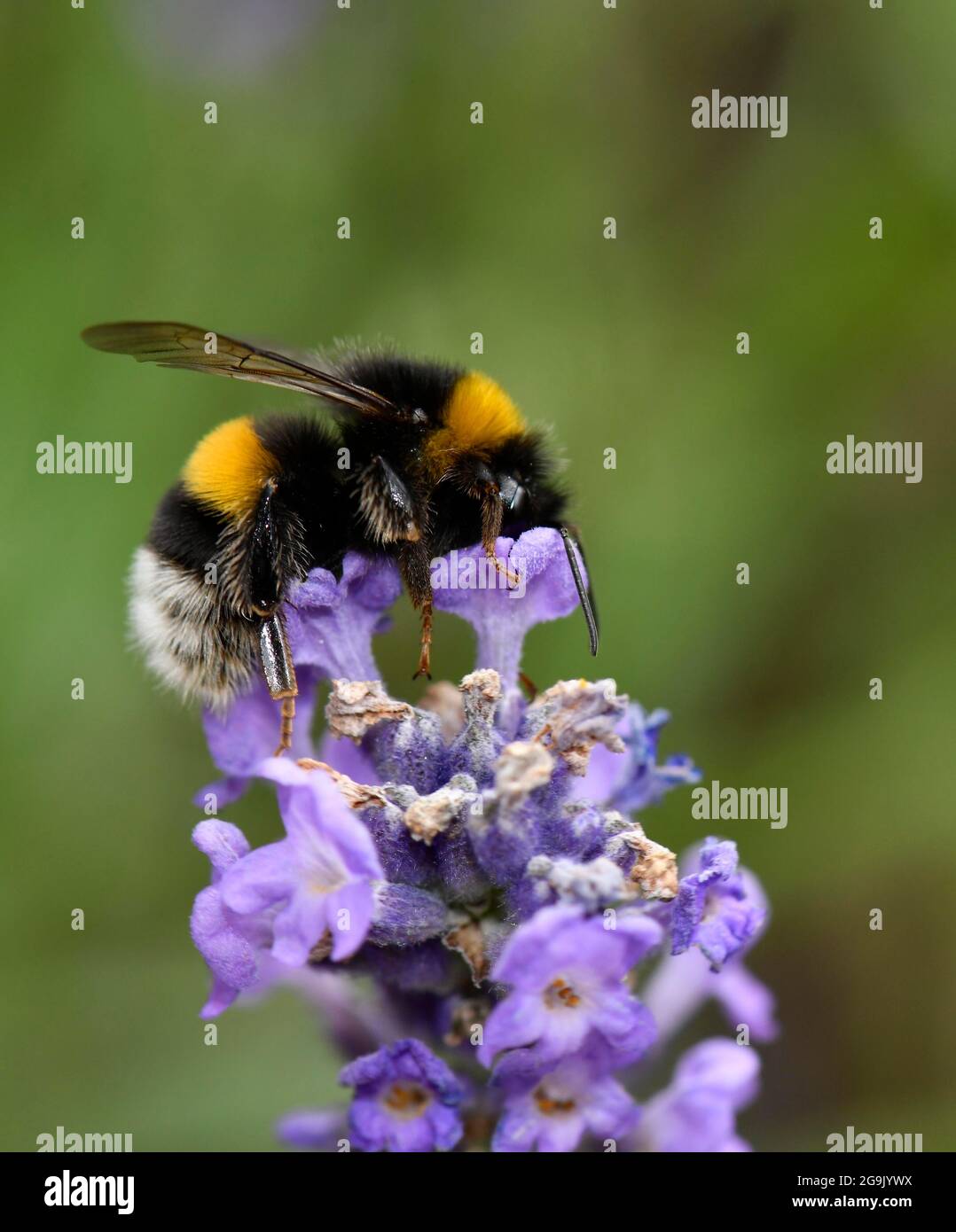 Große Erdhummel (Bombus terrestris), auch dicke Hummel oder schwarze Hummel, echter Lavendel (Lavandula angustifolia) Stockfoto
